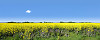 Oilseed rape creates stunning colours of yellow and blue in an East Yorkshire field.
