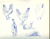 Ball point pen study of poultry with rabbit and mouse