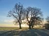 Winter trees, Beverley, Yorkshire, UK.